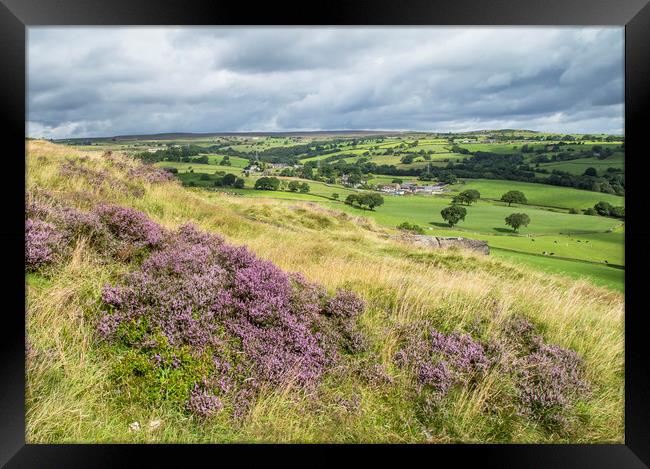 Purple heather on Baildon Moor in Yorkshire.  Framed Print by Ros Crosland