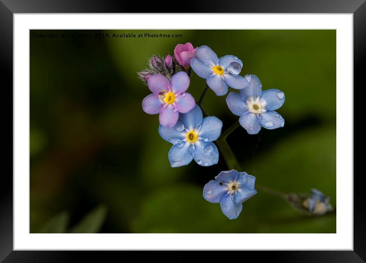 English Wild Flowers - Forget-me-not (2) Framed Mounted Print by Jim Jones