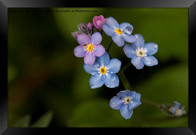 English Wild Flowers - Forget-me-not (2) Framed Print by Jim Jones