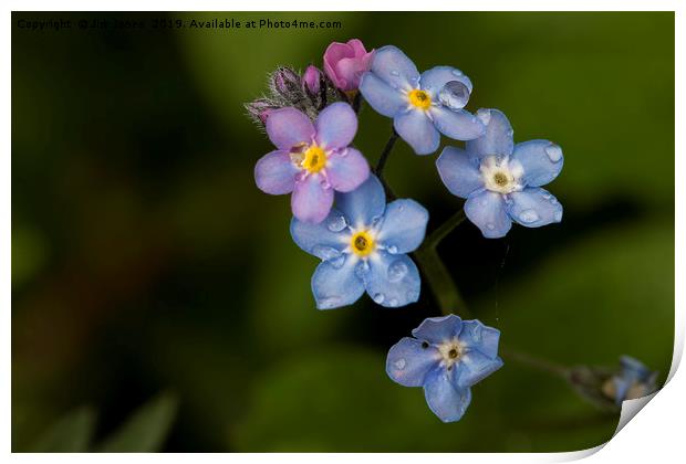 English Wild Flowers - Forget-me-not (2) Print by Jim Jones