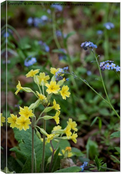 English Wild Flowers - Forget me not and Cowslip Canvas Print by Jim Jones