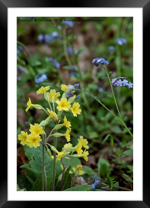 English Wild Flowers - Forget me not and Cowslip Framed Mounted Print by Jim Jones