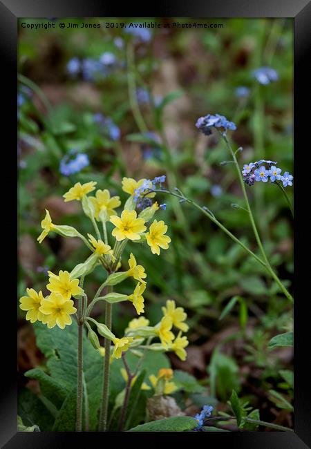 English Wild Flowers - Forget me not and Cowslip Framed Print by Jim Jones