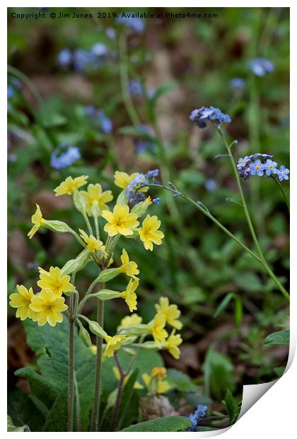 English Wild Flowers - Forget me not and Cowslip Print by Jim Jones