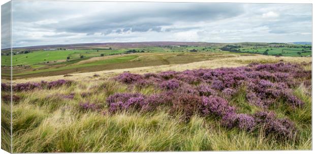 Yorkshire heathland with a mass of purple heather. Canvas Print by Ros Crosland