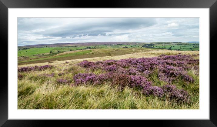 Yorkshire heathland with a mass of purple heather. Framed Mounted Print by Ros Crosland
