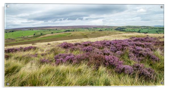 Yorkshire heathland with a mass of purple heather. Acrylic by Ros Crosland