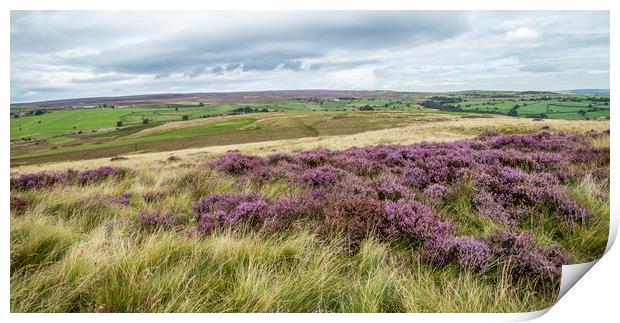 Yorkshire heathland with a mass of purple heather. Print by Ros Crosland