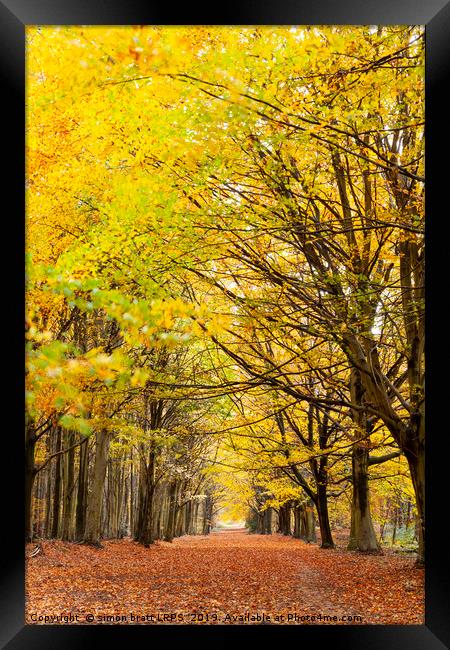 Avenue of autumn trees with golden leaves Framed Print by Simon Bratt LRPS