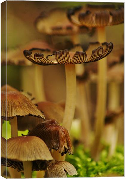 the forest floor Canvas Print by Dawn Cox