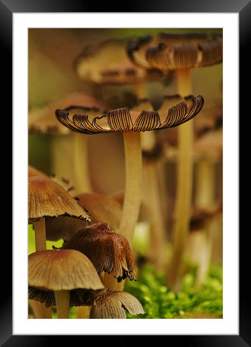 the forest floor Framed Mounted Print by Dawn Cox