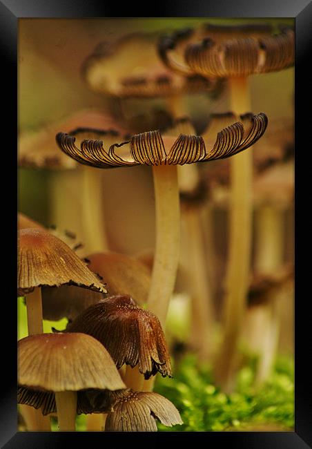 the forest floor Framed Print by Dawn Cox