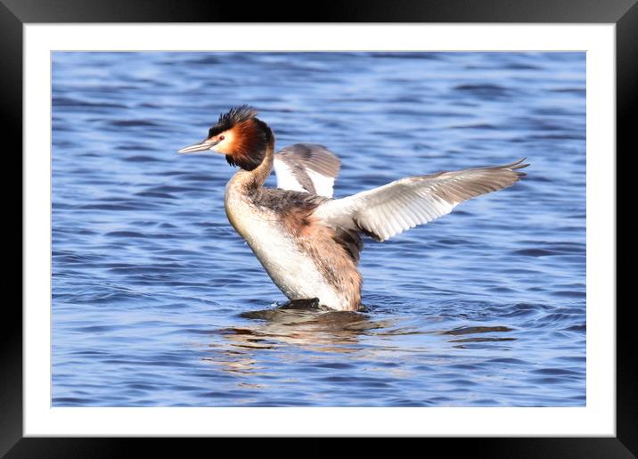The Beautiful Great Crested Grebe Framed Mounted Print by Paul Raynard