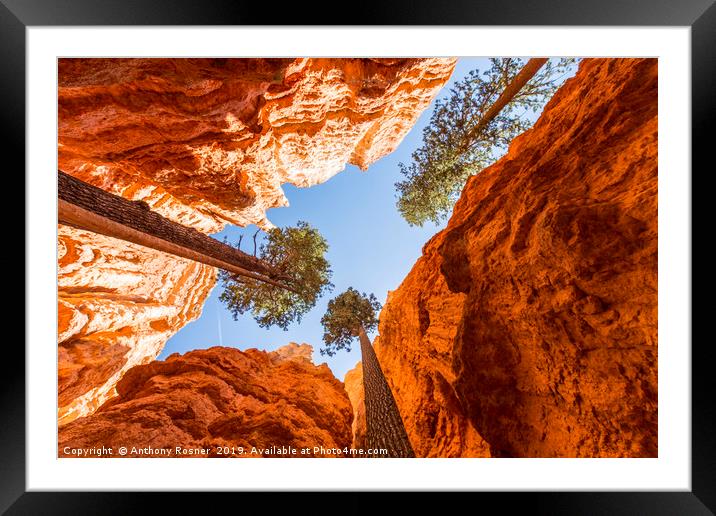 Trees in Bryce Canyon Framed Mounted Print by Anthony Rosner