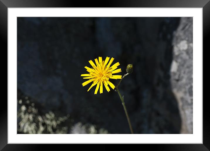 Plant, Common Hawkweed, Hieracium lachenalii or vu Framed Mounted Print by Hugh McKean