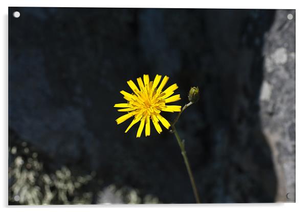 Plant, Common Hawkweed, Hieracium lachenalii or vu Acrylic by Hugh McKean