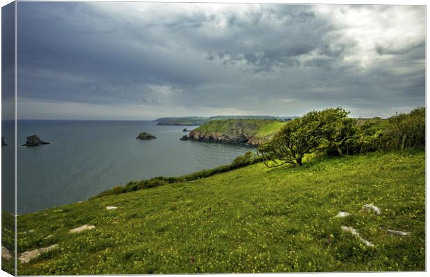Berry Head nature reserve Canvas Print by Steve Mantell