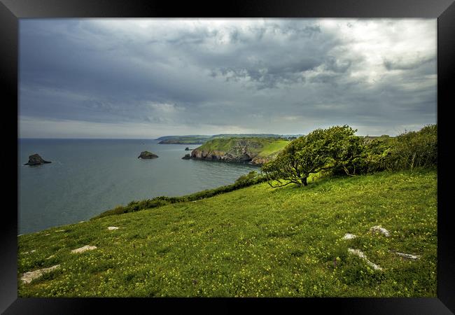Berry Head nature reserve Framed Print by Steve Mantell