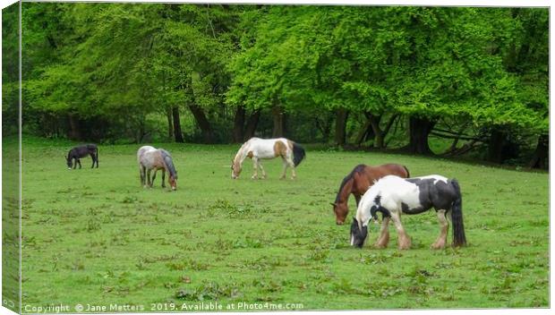 Horses Grazing Canvas Print by Jane Metters