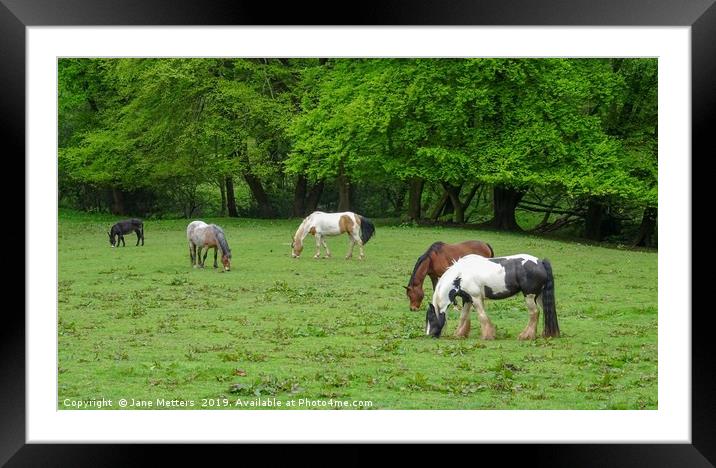 Horses Grazing Framed Mounted Print by Jane Metters