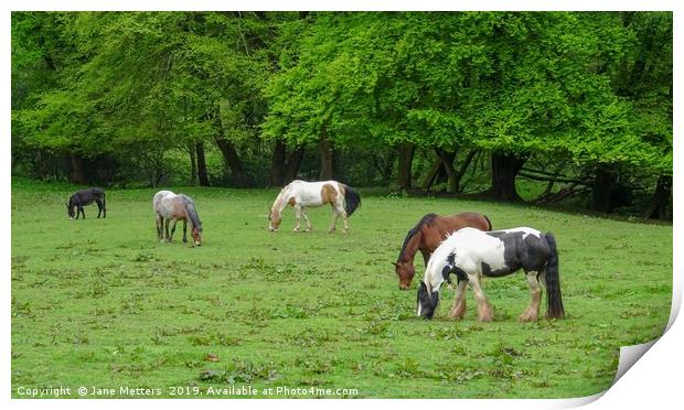 Horses Grazing Print by Jane Metters