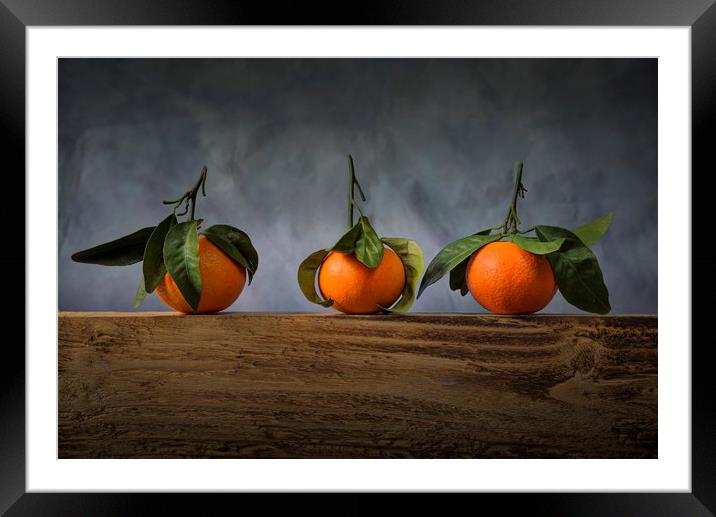 Three satsumas with leaves Framed Mounted Print by Leighton Collins