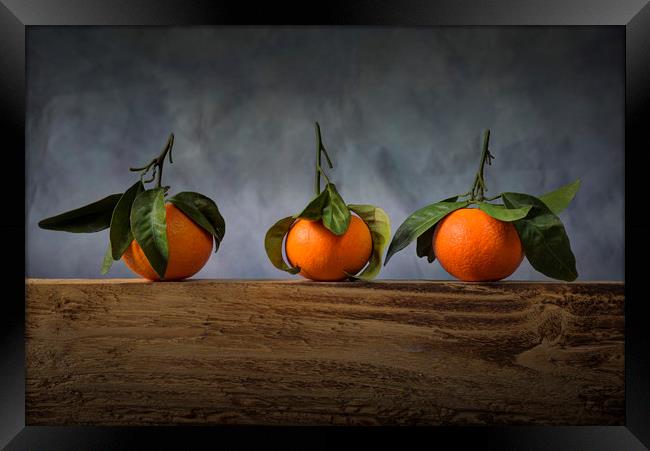 Three satsumas with leaves Framed Print by Leighton Collins