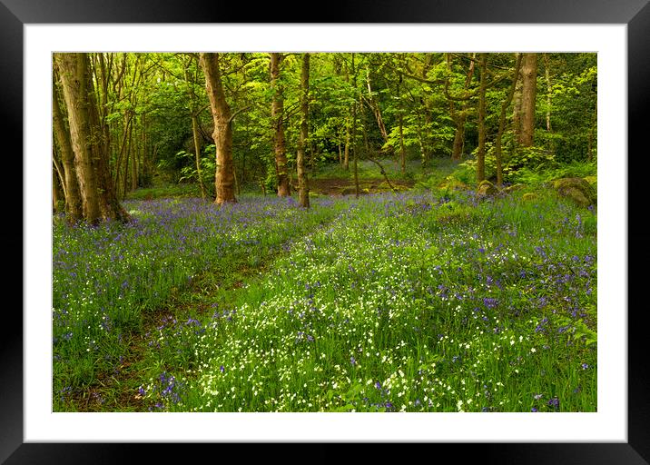English Woodland in Spring. Framed Mounted Print by Ros Crosland