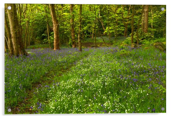 English Woodland in Spring. Acrylic by Ros Crosland