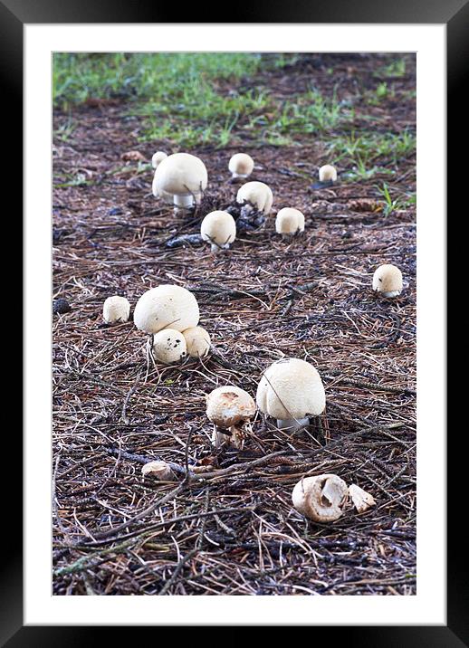 Fungi, mushroom, Agaricus variegans, edible, Framed Mounted Print by Hugh McKean