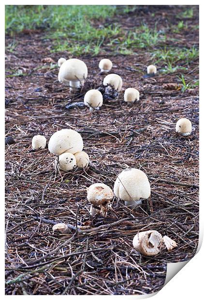 Fungi, mushroom, Agaricus variegans, edible, Print by Hugh McKean