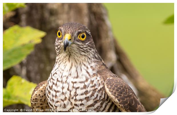 Sparrowhawk (female) Print by David O'Brien