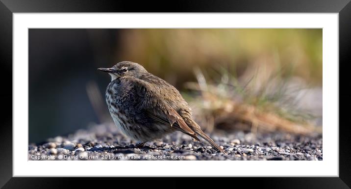Rock Pipit Framed Mounted Print by David O'Brien
