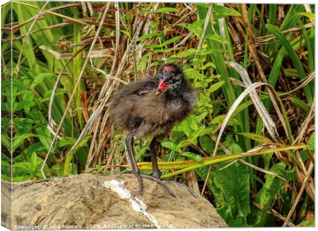 A Baby Coot Canvas Print by Jane Metters