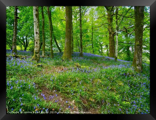 Bluebell Woods near Ambleside  Framed Print by yvonne & paul carroll
