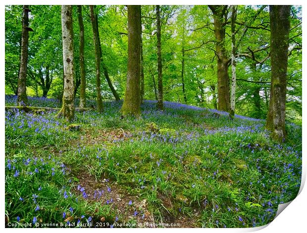Bluebell Woods near Ambleside  Print by yvonne & paul carroll