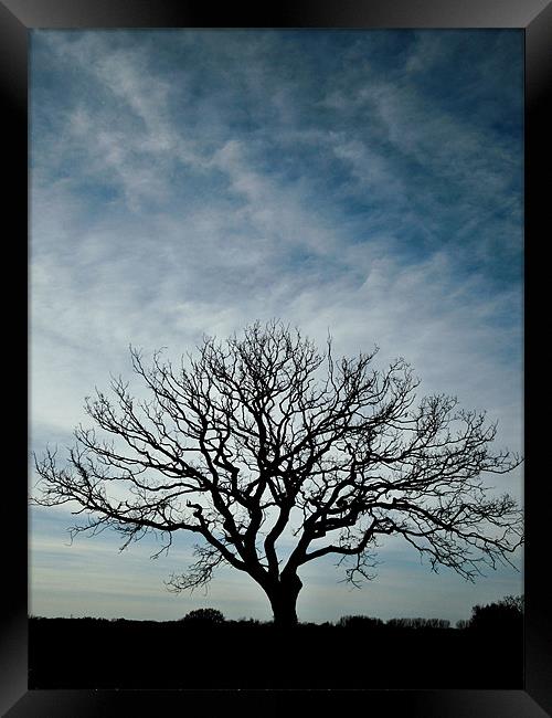 big sky, small tree Framed Print by Heather Newton