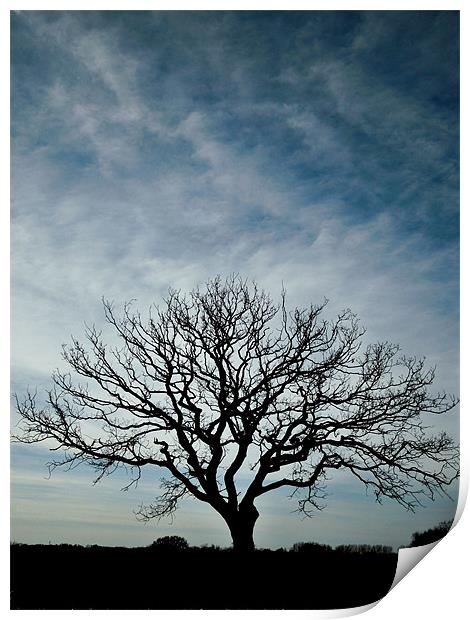 big sky, small tree Print by Heather Newton