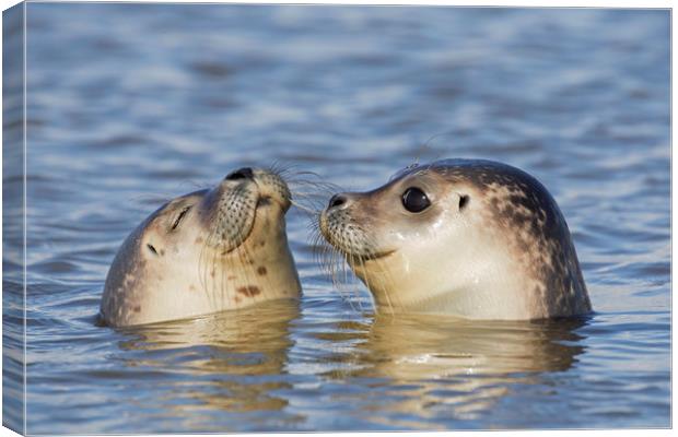 Two Common Seals Canvas Print by Arterra 