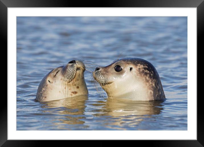 Two Common Seals Framed Mounted Print by Arterra 