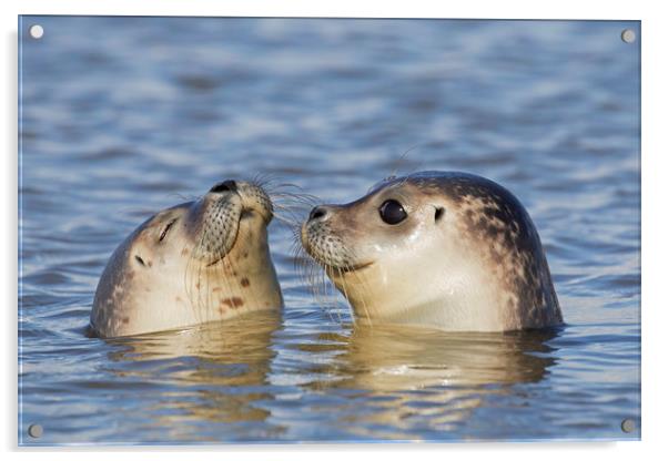 Two Common Seals Acrylic by Arterra 