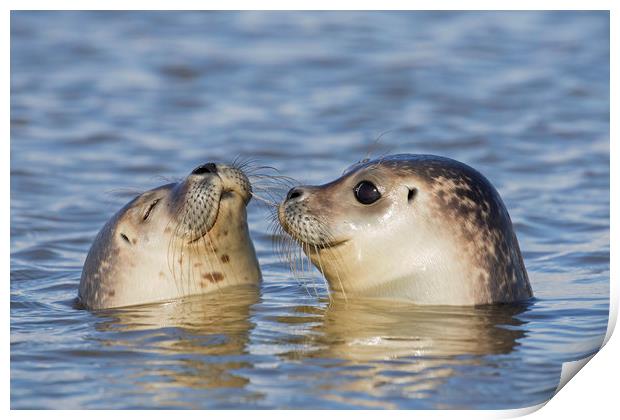 Two Common Seals Print by Arterra 
