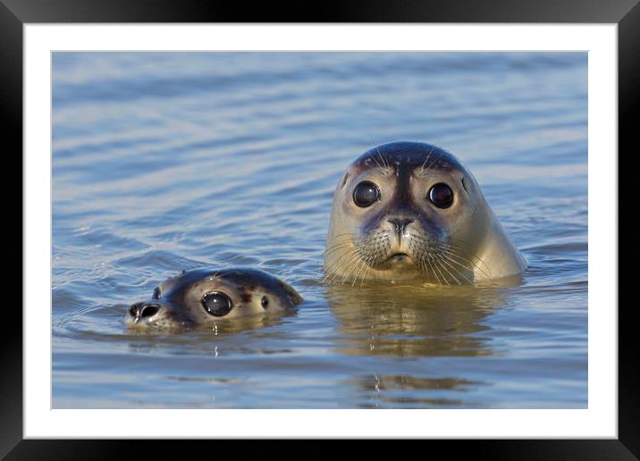 Two Harbour Seals Framed Mounted Print by Arterra 