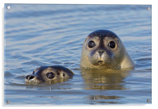 Two Harbour Seals Acrylic by Arterra 