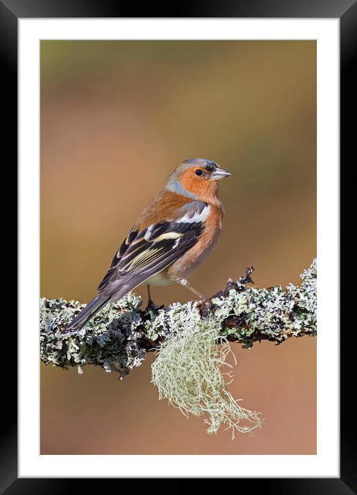 Common Chaffinch Framed Mounted Print by Arterra 