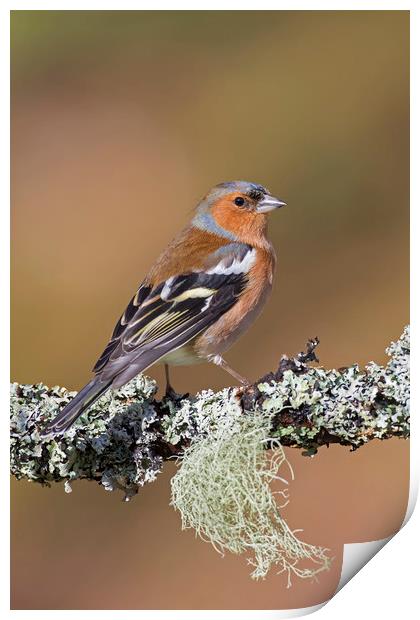 Common Chaffinch Print by Arterra 