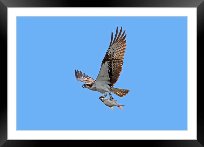Osprey with Fish Framed Mounted Print by Arterra 