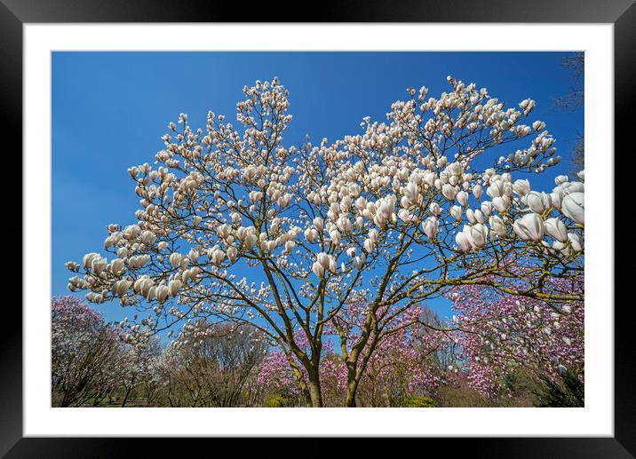 Flowering Magnolia  Framed Mounted Print by Arterra 