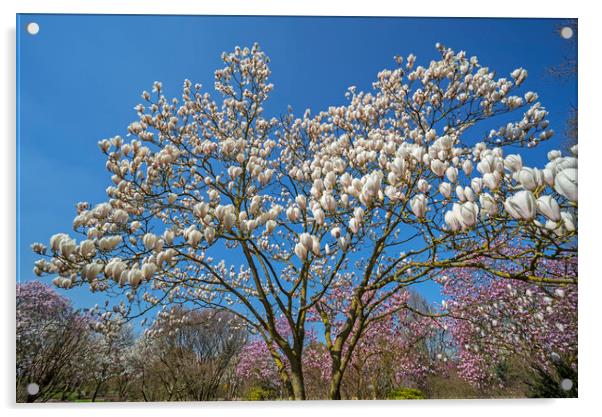 Flowering Magnolia  Acrylic by Arterra 