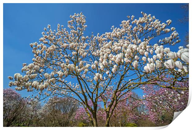 Flowering Magnolia  Print by Arterra 